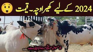 Domail Mandi updates - 2024 ky liya kheera Fateh jangi Bull qeemat ?