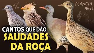 CANTOS de AVES que trazem SAUDADES DA ROÇA! Cantos das aves rurais comuns do Brasil