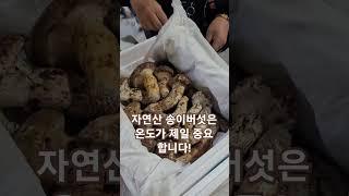 오늘 조지고 가자! (양산 사투리)