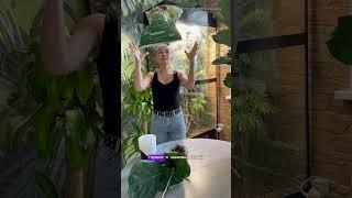 Как реанимировать растение? Необходима пересадка в хороший грунт, у меня TERRA VITA, арт. 44521047