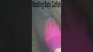 Noodling Baby Catfish; Noodling Catfish | SFSC #Shorts