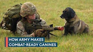 New combat tech for military working dogs to withstand battlefield noise