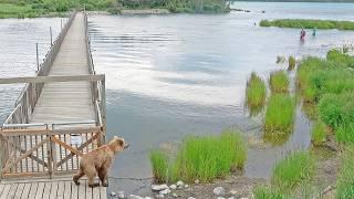 Close Encounter: Grizzly Bear Meets Fishermen in Katmai, Alaska