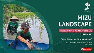 MIZU Landscape Tanam 277 Mangrove di Desa Bedono, Demak