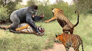 Tiger Vs Gorilla! Tiger Fell Into Tragedy When Confronting The Strongest Enemy In The World