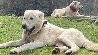 AWASOME AKBASH DOGD GUARDING 400 SHEEP