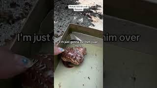 Woman releases a hermit crab after helping it find a new shell!