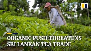 Sri Lanka’s ‘organic revolution’ threatens country’s prized tea industry