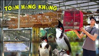 Lần Đầu đưa CHÀO MÀO nuôi trong Aviary LÊN GIÀN và giới thiệu mẫu LỒNG TẮM INOX 304 || Đạt Bird TV