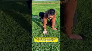 Evergreen Dwarf Grass Seed