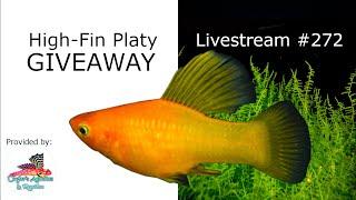 Platy Giveaway w/Caylor's Aquatics & Reptiles - Ep. 272