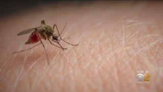 Deadly Virus Found In New Jersey Mosquitoes