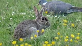 British Wildlife Channel - Wildlife of Blackleach Country Park - short video