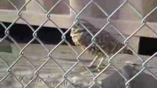 Spotted Owl Seen Thru Fence