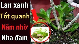 Nha Đam Thần Dược Giúp Lan Xanh Tốt Quanh Năm | Đức Hoa Lan