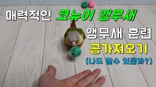 앵무새 훈련(parrot training) - 공가져오기 훈련(코뉴어훈련시키기)