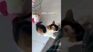 집사가 살찌는 이유..#cat #funny #냥아치 #냥펀치 #cute #삼색이고양이