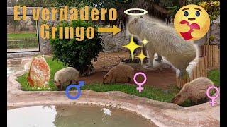 Ese carpincho no era el Gringo! - That capybara wasn't Gringo!