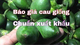 Báo giá cau tứ quý trái dài và cau vú bò