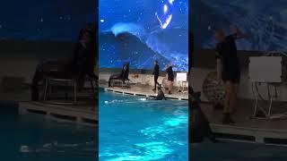 Шоу тюленей в дельфинарии в Клайпеде 