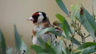 最美的澳洲小鸟《红头金翅雀》(Red-headed Goldfinch)