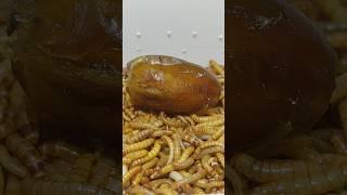 10 000 Mealworms vs. Dates