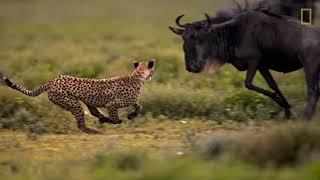 Día Mundial de la Vida Silvestre | NATIONAL GEOGRAPHIC ESPAÑA