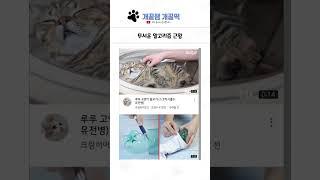 웃긴 상황들 모음 99탄 ㅋㅋㅋㅋ