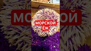 Морской Еж Долгожитель!  живет до 30 лет… (если их не съедят! ) 