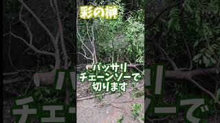 榊の切り出し #榊 #本榊 #ヒ榊 #農家 #農業 #シキミ