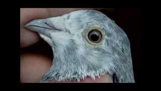 Pigeons of Raja Shakoor, UK