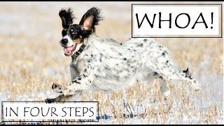 Whoa Training For Bird Dogs _ point back retrieve hunt pointer setter GSP Brittany quail grouse