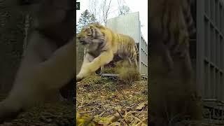 Siberian Tiger Released - By Canale 25 News LION KING