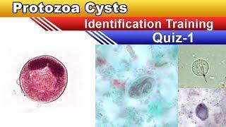 Protozoa Cysts Identification Training  Quiz ( Part 1 )