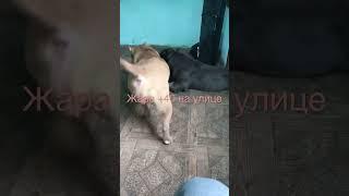 Американский Булли голубой кобель покет.MALLY STYLE
