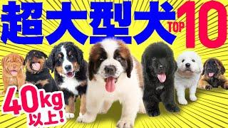 【超大型犬️人気ランキング2023】ムチムチのかわいい子犬が体重40kg越えに！性格や魅力も紹介！