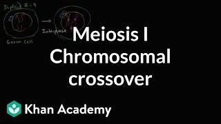 Chromosomal crossover in Meiosis I