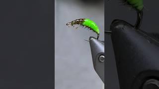 Caddis larva! @tiesflies #flytying #fishing