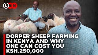 I left America to do Dorper Sheep Farming in Kenya, Zero grazing on a 1/2 Acre plot | LNN