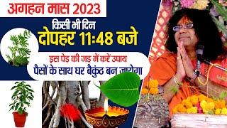 अगहन मास 2023 किसी भी दिन दोपहर 11:48बजे इस पेड़ की जड़ में करें उपाय पैसों के साथ घर बैकुंठ बन जायेगा