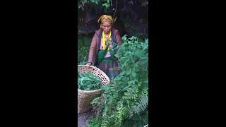 HARD WORKING Mother SO HAPPY harvesting herb to cook food for CHILDREN, hardest life on the moutain