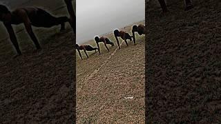 20 ×4 push up || #workout #fitness #nsingh #morning