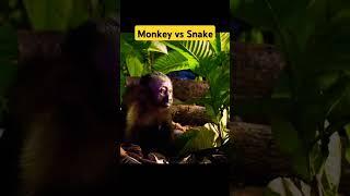 Monkey Vs Snake Cobra | monkey Survival | Amazon forest | Rainforest | part 1    #survival #nature