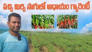 Green Chilly Cultivation In Telugu |Chilliy Farming | పచ్చి మిరపసాగు.