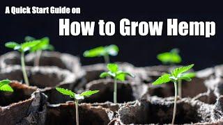 Quickstart Guide to Growing Hemp From Scratch