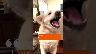 Professional Dog Grooming Hairdryer Blower Review | Dog's Hilarious Experience | Pet Control HQ