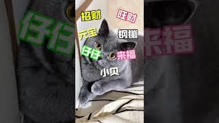 不同年龄段的人给猫咪取名，你会怎么取呢？＃猫咪取名＃猫咪名字＃猫名＃新手养猫＃养猫知识＃养猫日常＃养猫经验＃科学养猫＃养猫人＃养猫经验分享＃宠物＃萌宠＃猫咪＃cat＃宠物日常＃宠物知识＃猫咪的迷惑行为