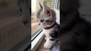 Surprise Kitty Attack! #cute #cat #kitten #meow #funny #shorts