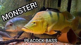 Monster Peacock Bass (18-19 inch)