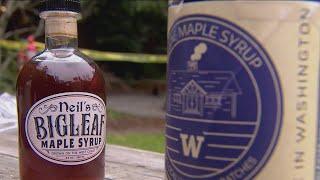 UW scientist tap into potential for maple syrup industry in Washington